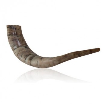 10-12-Poli-Ram-Horn-Shofar-Large-Courbure-Naturelle-Les-Couleurs-dOrigine-Casher-0