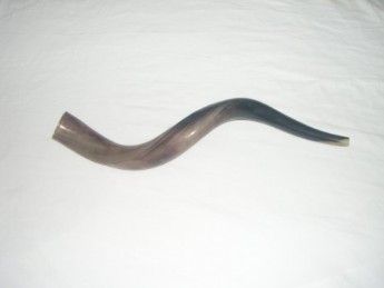 70-79-cm-28-koudou-31-Yemenite-HORN-SHOFAR-KosherALL-poli-Neuf-0