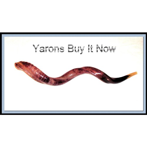 NEW 88,9 cm Histoire des Shofar Koudou au Yémen Corne poli casher Musique